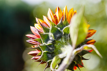 Rote Sonnenblume von hinten
