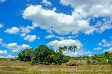 trees and sky