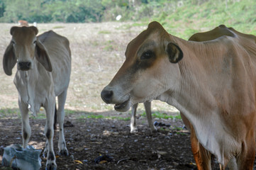 cows