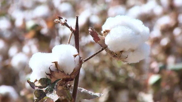 Sun casts golden glow on blooming cotton farm field. 1080p