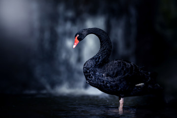 Beautiful Black Swan (Cygnus atratus). Copy space - obrazy, fototapety, plakaty