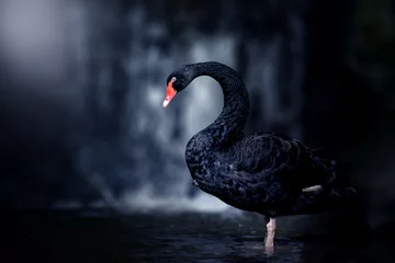 Rollo Beautiful Black Swan (Cygnus atratus). Copy space © Rattana