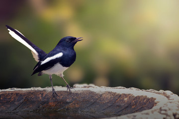 Oriental magpie robin (bird) on birdbath with Sunlight. Copy space