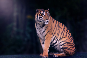 Bengal tiger and black background. Copy space