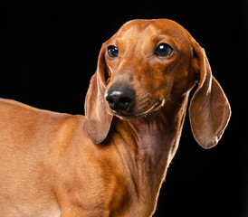 Dachshund Dog  Isolated  on Black Background in studio