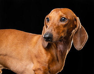 Dachshund Dog  Isolated  on Black Background in studio