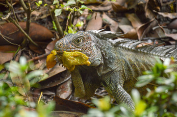 iguana eating mango
