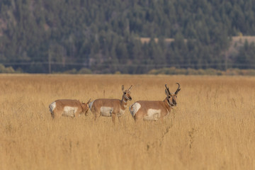 Pronghorn Antelope in the Fall Rut