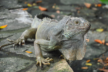 iguana on leaves