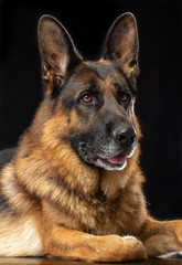 German Shepherd Dog  Isolated  on Black Background in studio