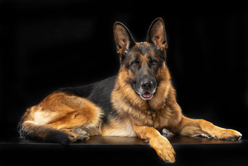 German Shepherd Dog  Isolated  on Black Background in studio