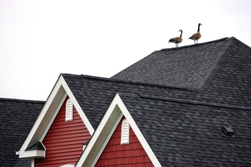 A pair of Canada geese (Branta canadensis) on the roof of a house in suburban Delaware, USA. © Linda Harms