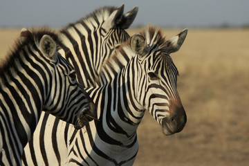 Fototapeta na wymiar Three plains zebras in a steppe close-up