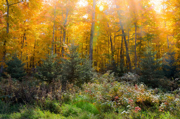 sunbeams autumn trees forest 