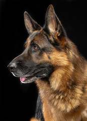 German Shepherd Dog  Isolated  on Black Background in studio
