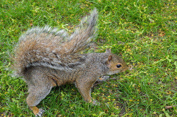 squirrel on grass