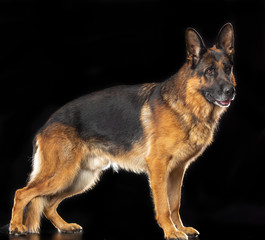 German Shepherd Dog  Isolated  on Black Background in studio