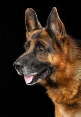 German Shepherd Dog  Isolated  on Black Background in studio