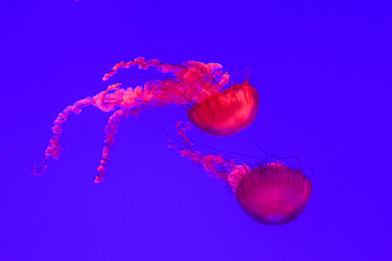 Jellyfish medusa glowing