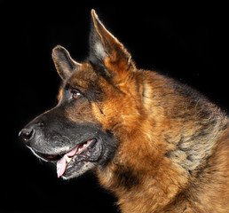 German Shepherd Dog  Isolated  on Black Background in studio