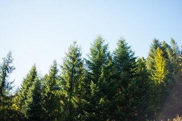Fototapeta premium Summer mountains coniferous trees