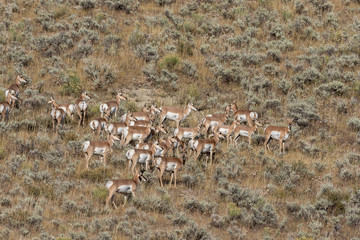 Pronghorn Antelope in the Fall Rut