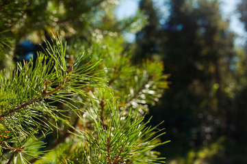 Summer mountains coniferous trees