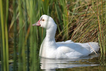 Domestic duck at pond
