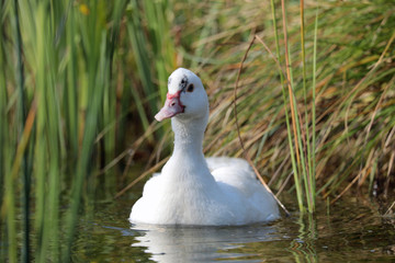 Domestic duck at pond