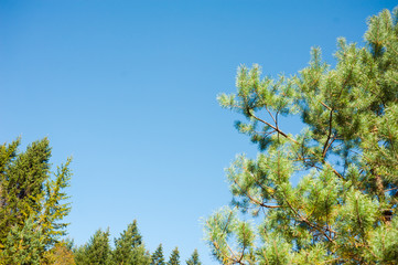 Summer mountains coniferous trees