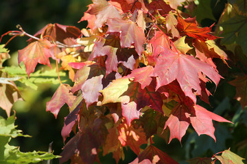 Red leaves of maple illuminated by autumn sun