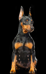 Zwergpinscher Dog  Isolated  on Black Background in studio