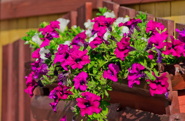 Fototapeta na wymiar Flowerbed with multicoloured petunias / Image full of colourful petunia (Petunia hybrida) flowers
