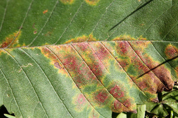 Elm mottle virus or EMoV. Chlorotic ringspot and Line pattern symptoms in leaf of Ulmus glabra or Wych elm infected with mosaic virus
