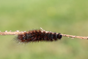 Caterpillar of Phragmatobia fuliginosa or ruby tiger moth