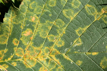 Elm mottle virus or EMoV. Chlorotic ringspot symptoms in leaf of Ulmus glabra or Wych elm infected with mosaic virus - 225204021