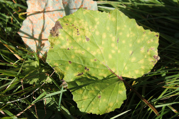 Chlorosis of leaf of coltsfoot or Tussilago farfara caused by rust fungus Coleosporium tussilaginis