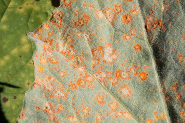 Rust caused by Coleosporium tussilaginis on leaf of coltsfoot or Tussilago farfara