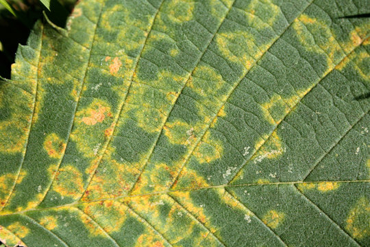 Elm mottle virus or EMoV. Chlorotic ringspot symptoms in leaf of Ulmus glabra or Wych elm infected with mosaic virus