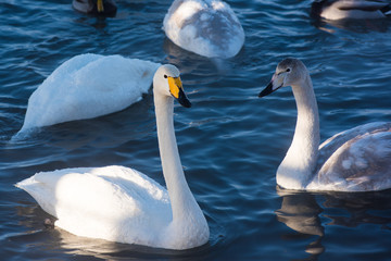 Beautiful white whooping swans swimming in the nonfreezing winter lake. The place of wintering of swans, Altay, Siberia, Russia.