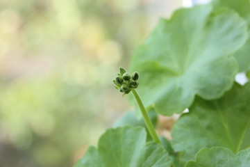 closeup on flower bud