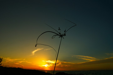 dawn beach and lonely plant