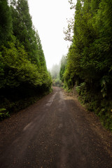 Path in a forest with mist