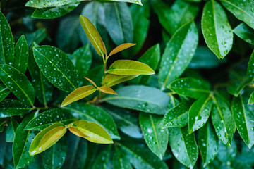 Green leaf with water drop