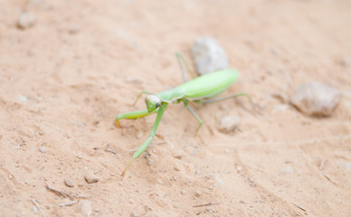 Sauterelle verte