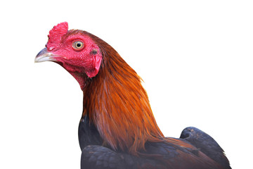 close up of gamecock in cage