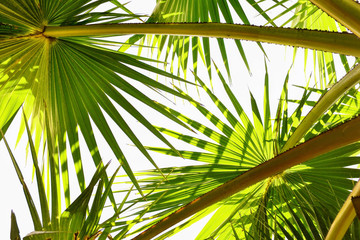 Obraz na płótnie Canvas tropical palm leaves isolated on white