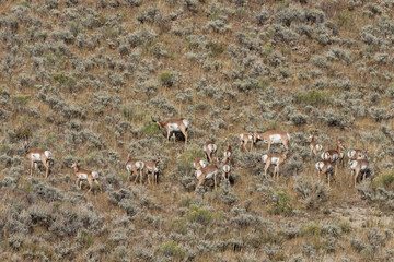 Fototapeta na wymiar Pronghorn Antelope in the Fall Rut