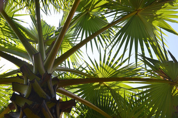 tropical palm leaves, green leaves
