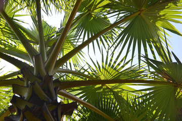 Obraz na płótnie Canvas tropical palm leaves, green leaves